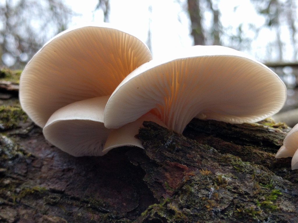 Oyster mushrooms