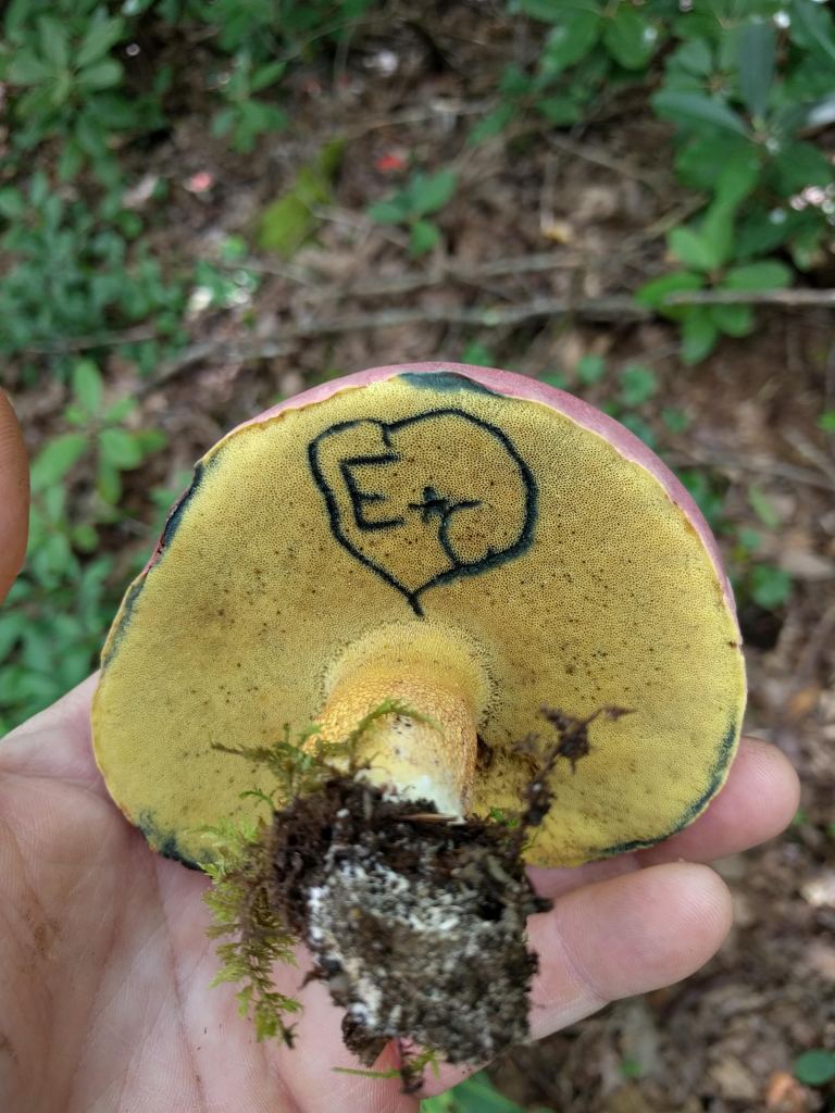 a message on a blue-staining bolete