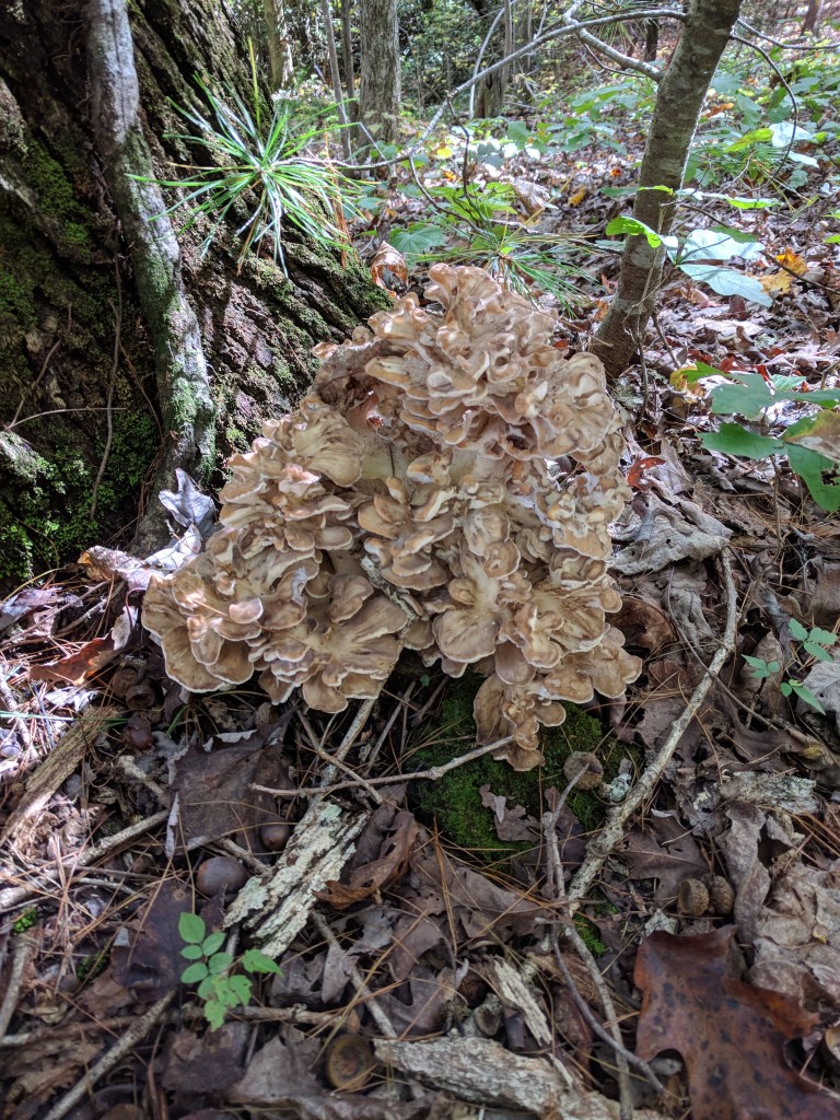 Maitake