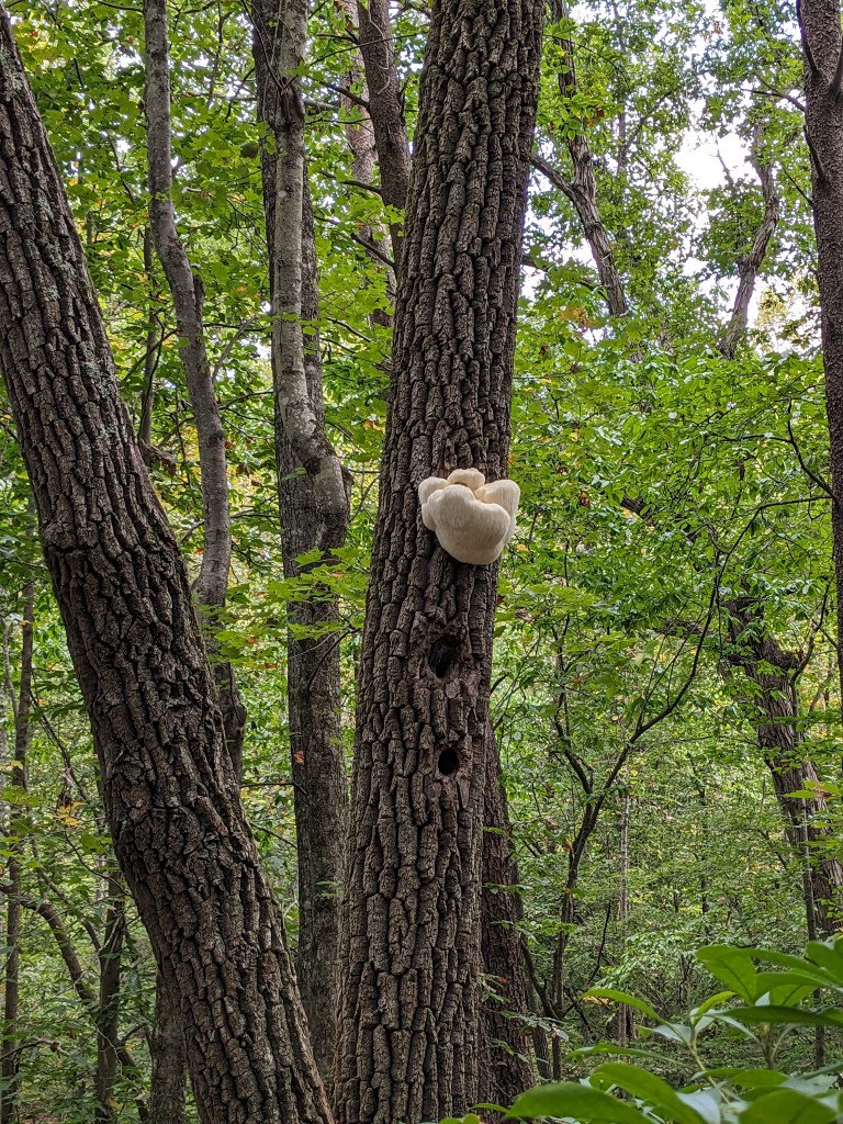 Lion's mane